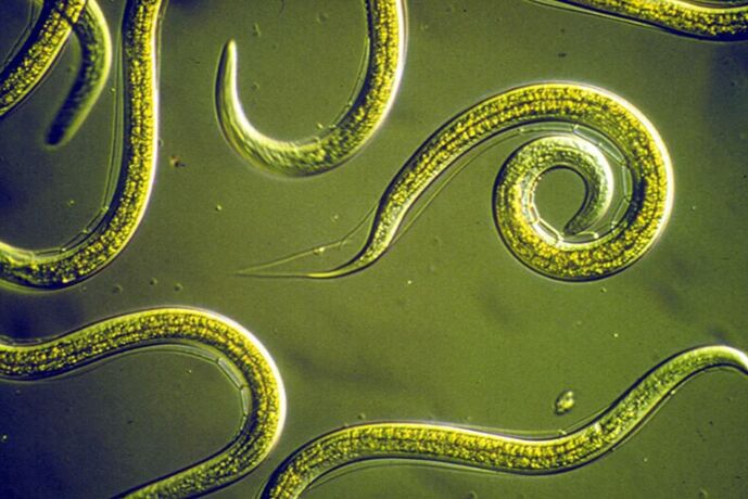 Cleaning parasites